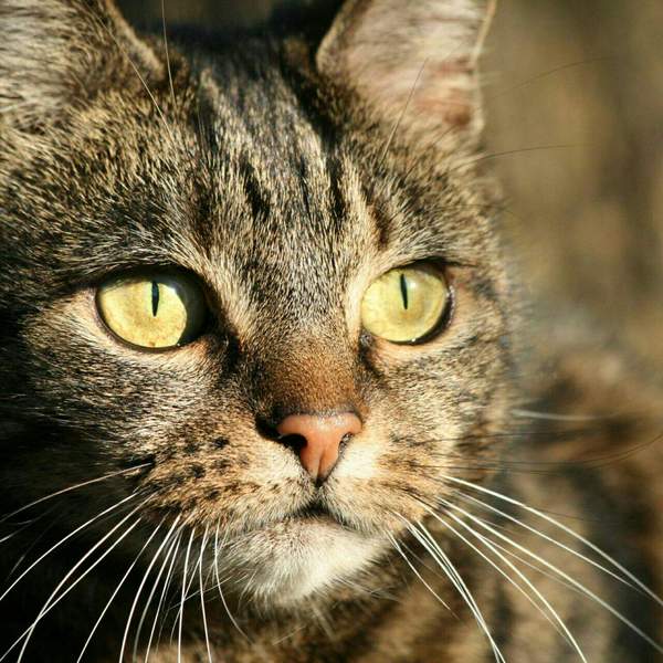 Peekaboo, help! - My, cat, cat house, Animals, Help, Help, Minsk, Cat looking for a home, The strength of the Peekaboo