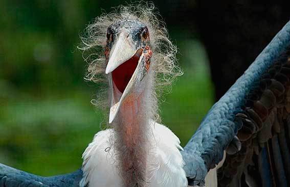 When you wash your hair before going to bed, and in the morning you see yourself in the mirror - Marabou, Morning, Hair