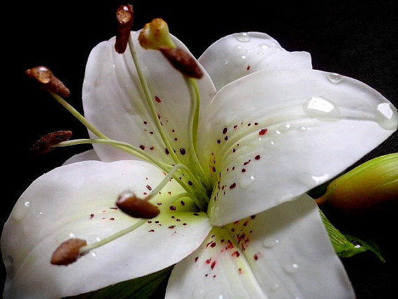 Brooch with a lily flower.Polymer clay. - My, Lily, Polymer clay, Brooch, Handmade, Cold porcelain, Polymer floristry