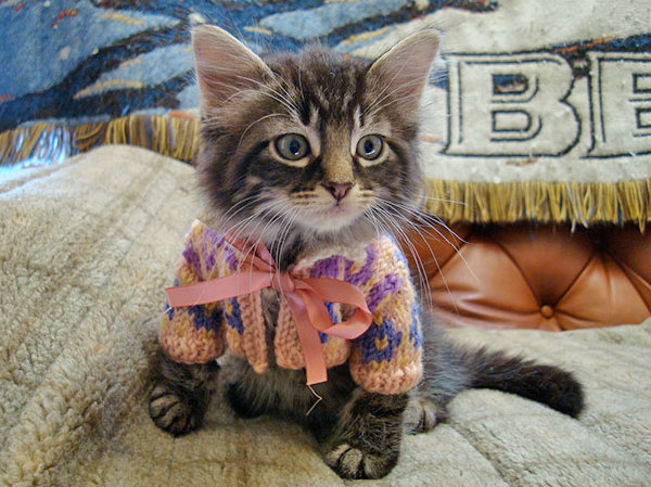 fashion fluffy - cat, 