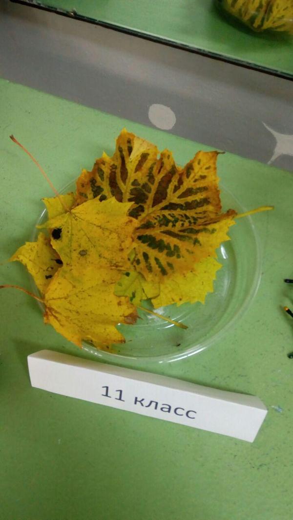 ���������� 11 �����