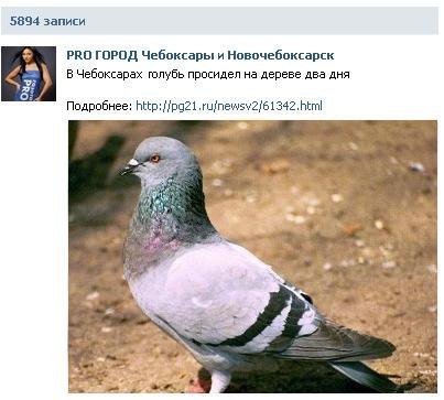 The main media of the city have already left for the scene - news, Pigeon