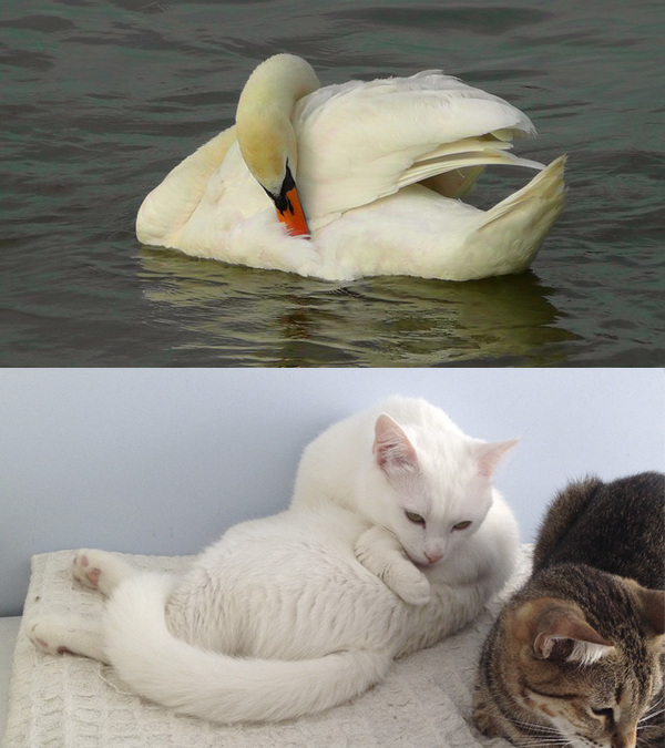 A cat that is actually a swan - Swans, My, cat