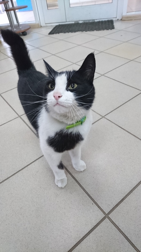 Каждому по коту!