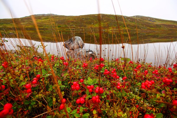 Coast of the Barents Sea - Coast, Barents Sea, Kola Peninsula, Russia, Photo, Nature, Landscape, Gotta go, Longpost