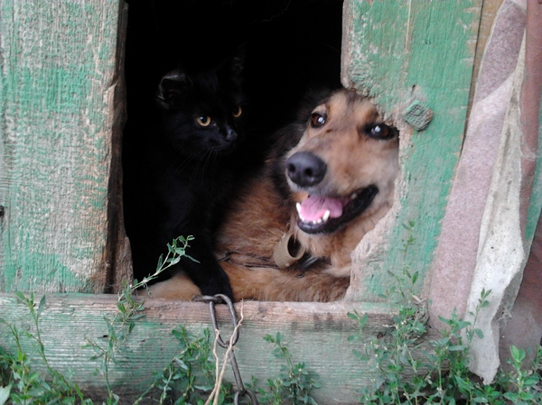 Осторожно злая кошка, добрая собака - Моё, Коты и собаки вместе, Дружба, Осторожно злая собака, Собака, Кот