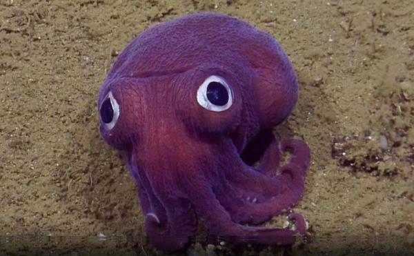 Your face when you're alone at the bottom of the ocean... - Octopus, Ocean, Nautilus, Underwater world
