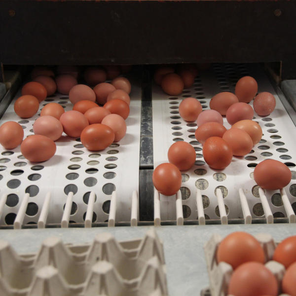 In continuation of the post about production at the poultry farm - Poultry farm, Hen, Egg, Microclimate, Equipment, Longpost, Poultry farm