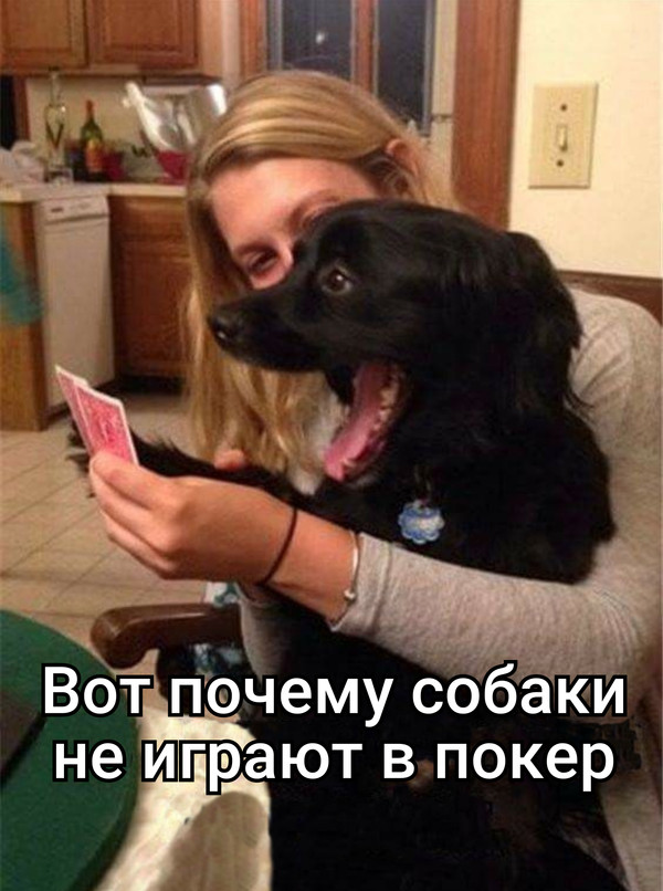 Dogs and poker - Humor, Dog, Poker, Images