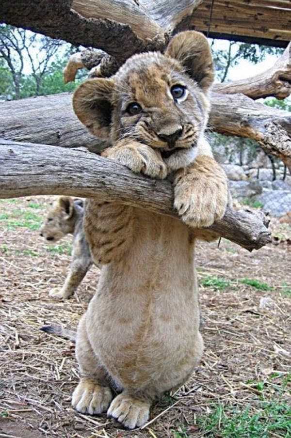 - What a pity that dinner was recently ... - a lion, Lion cubs, Belly, Milota, Animals