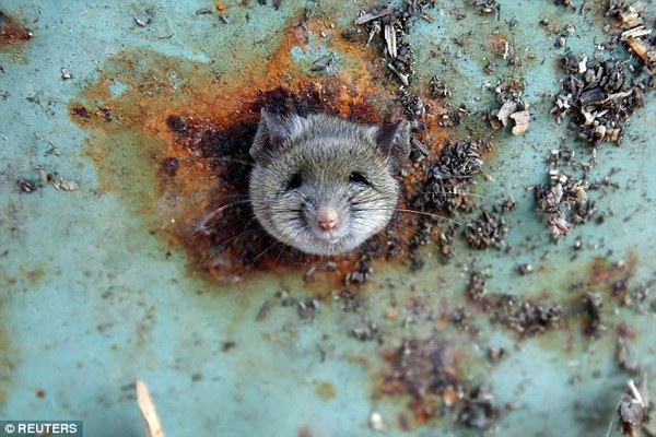 Oh rats! - Photo, Text, Milota, Animals, USA, Kindness