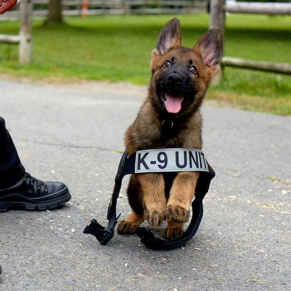 Here's a puppy who joined the Boston Police Department. - k-9, Police, Boston, ADME