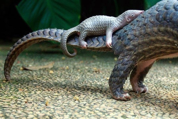 Baby pangolin on mother's tail - Pangolin, Lizard, Young, Milota