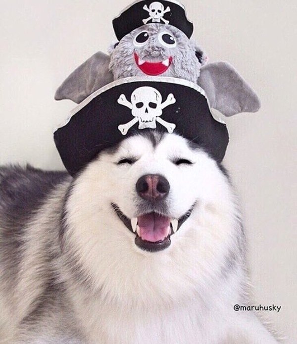 Ready for Halloween :) - 9GAG, Husky, Costume, Pirates, Halloween