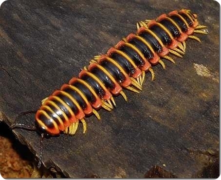 О пользе жареных членистоногих в воспитании детей