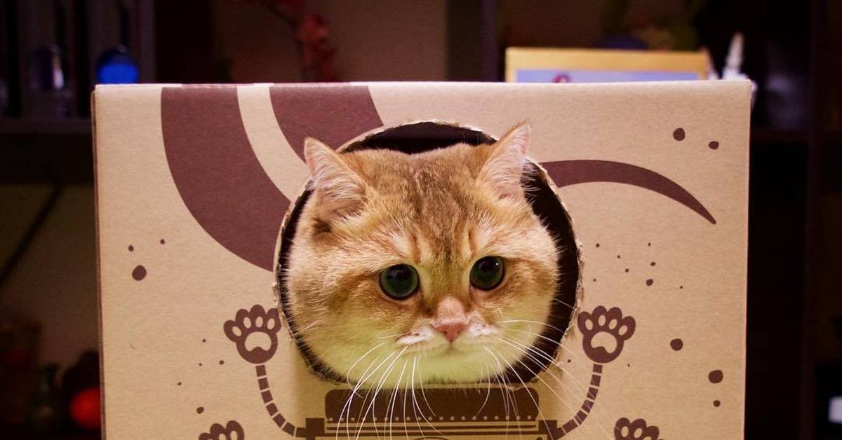Коробочка мем. Кот в коробке Мем. Кот в коробке игра. Котик курьер. Мем кот и коробочка