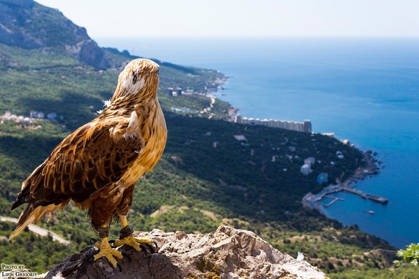 Crimea - Crimea, Birds, Sea, The mountains