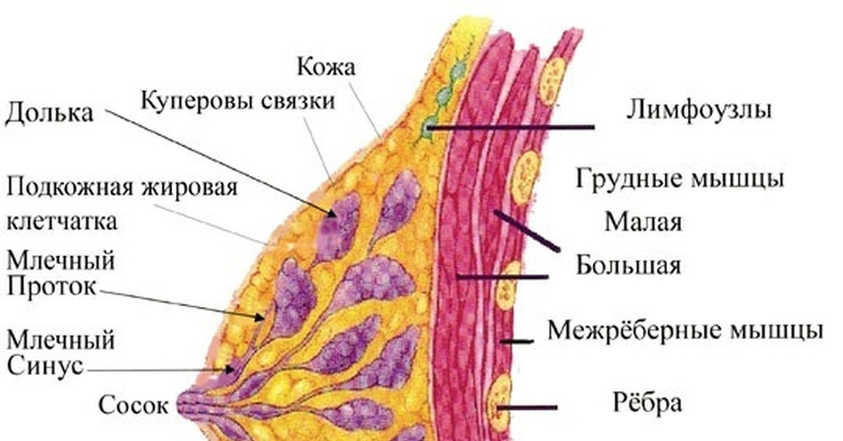 Во сколько растет грудные железы. Анатомия молочной железы женщин. Строение молочной железы анатомия. Строение женской грудной железы. Молочная железа у женщин строение.