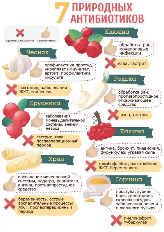 7 natural antibiotics - Infographics, The medicine, Health, Nature