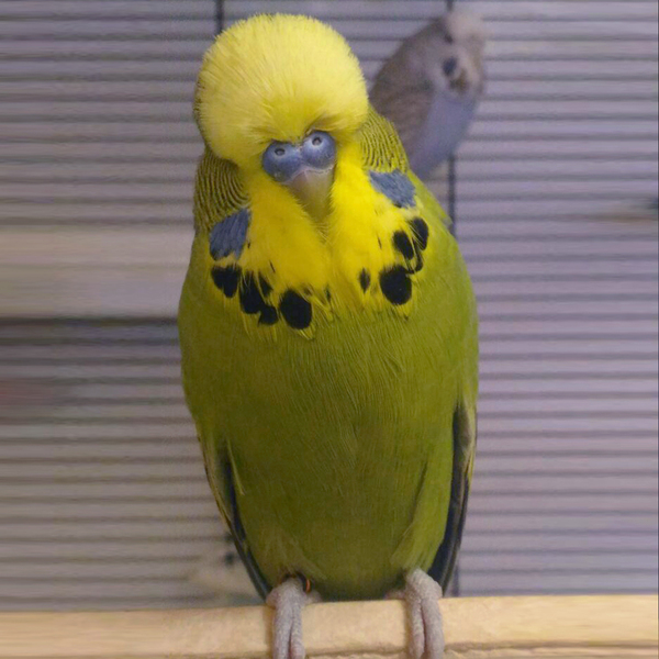 Show Budgerigars (Czech) - My, Birds, A parrot, Budgies, , Czechs, Vvp