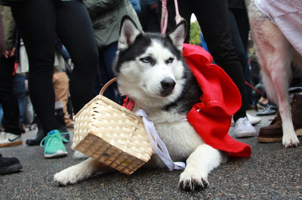 Red Hat - Husky, Dog, Little Red Riding Hood, , Lukoshko