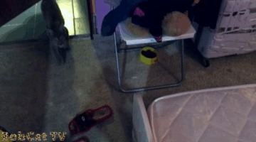 Котёнок рыси не даст коту нежиться одному:) Рысь, Ханна, Нежность, Сон, Гифка, Видео, Кот, Шотландская -вислоухая