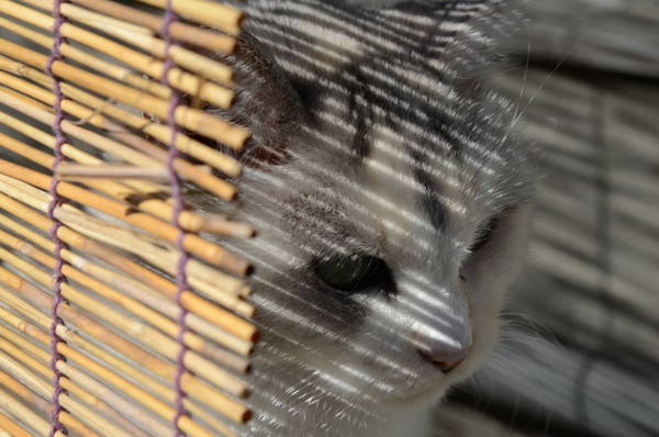 Он был милым котиком, пока на него не упала тень ...