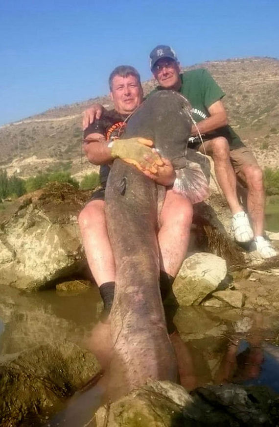 Giant catfish caught in Spain - news, Longpost, Fishing, Record, Catfish, Spain, Interesting