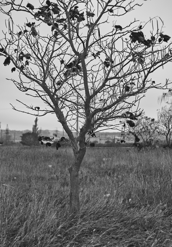 Last drops. - My, Tree, Autumn, Fallen leaves, The photo, Black and white photo, Photo, I want criticism, Autumn leaves