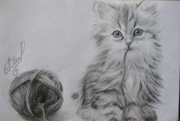 Fluffiness in your feed) - My, cat, Graphics, Art, Pencil drawing, Milota, Sketching