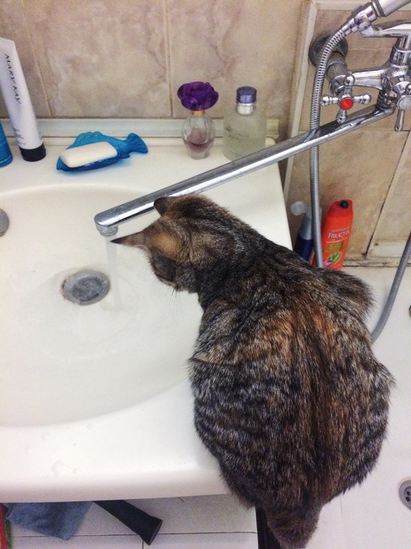 A cat that is not afraid of water, or a strange cat - My, cat, , Longpost