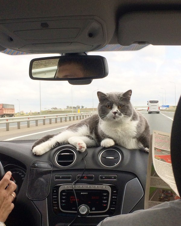 Navigator - cat, Photo, 