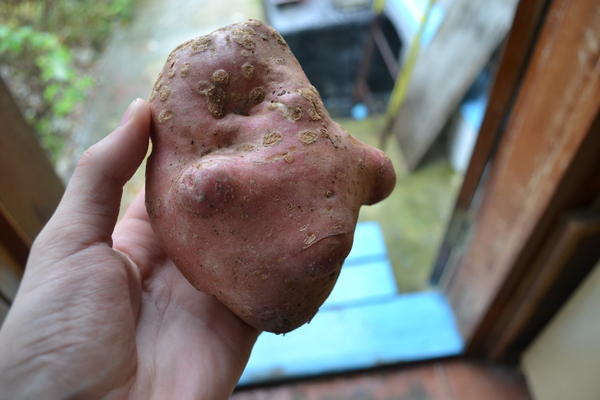It's a potato! Star Wars,  
