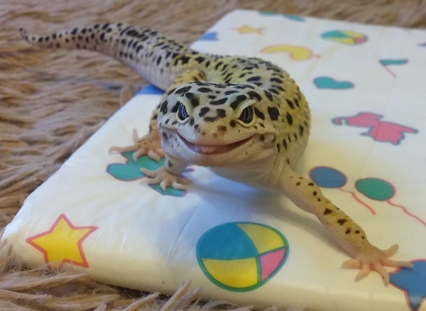 Our handsome and fashionable Jackie - Eublefar, Pets, Gecko, Pets, Fashion, My, Pet, Fashionista