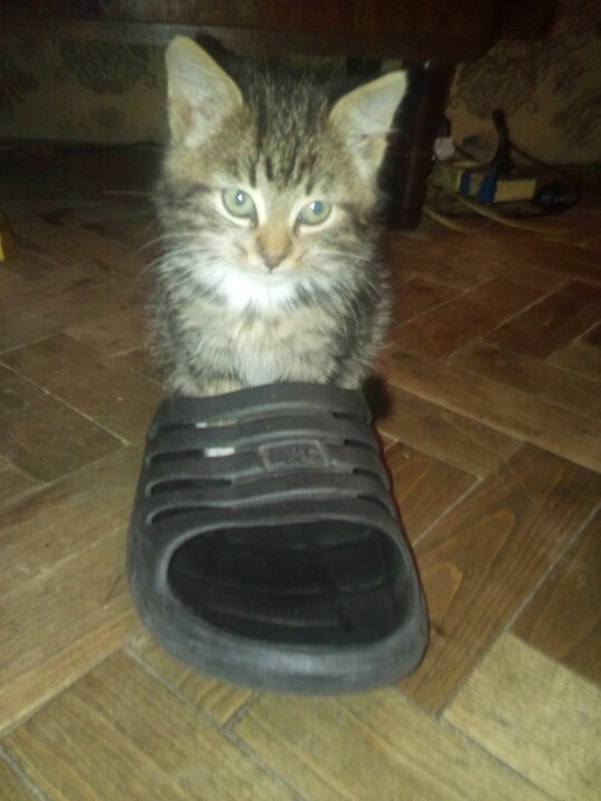 Kote crawled into my boot - or how my house found a new guard - My, cat, Cats will take over the world, Dipper, Longpost, Kittens, Pets