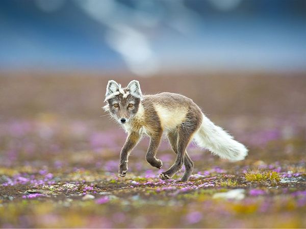 little fox :D - Fox, Fyr, Milota, Animals, Ururu, Arctic fox, Equanimity, Katrin1989