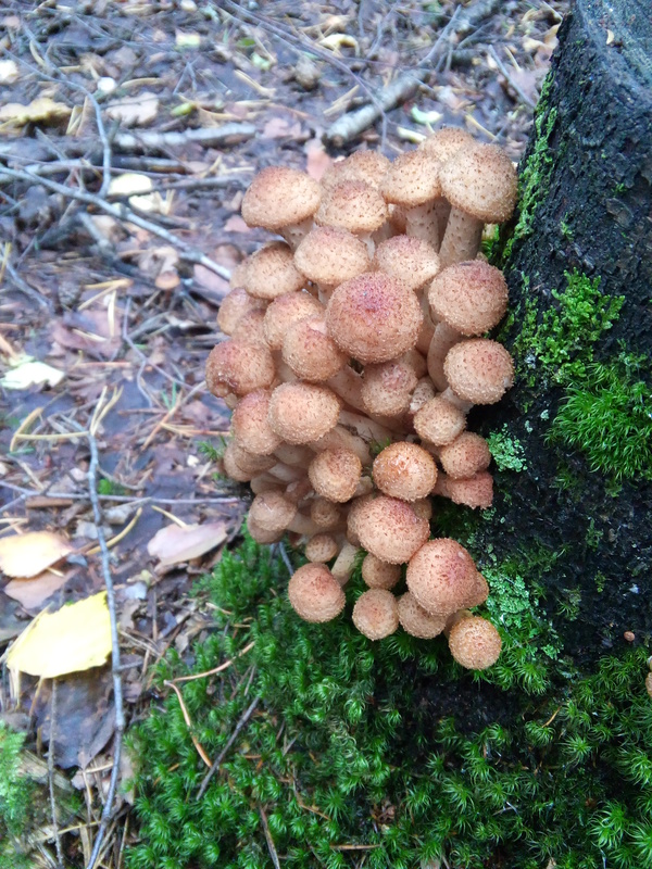 Mushroom Photos - My, Mushrooms, The photo, Nature, Summer, Forest, Photo, beauty, 2016, Longpost