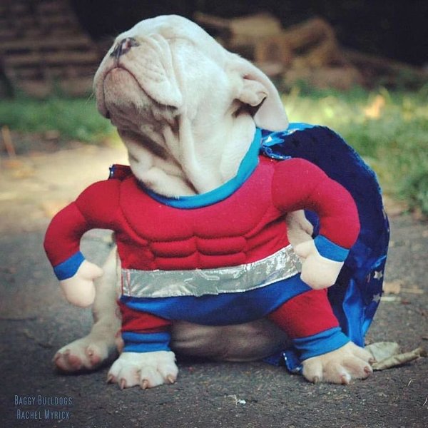 New hero! - Dog, Twitter, New hero, English bulldog, 