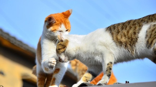 Опаньки! Стоямба! - Кот, Кот гопник