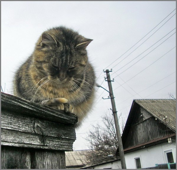 Правильный ракурс - Кот, Фото