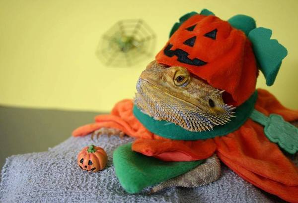 autumn agama - Lizard, Halloween, Agama, Cold, Autumn