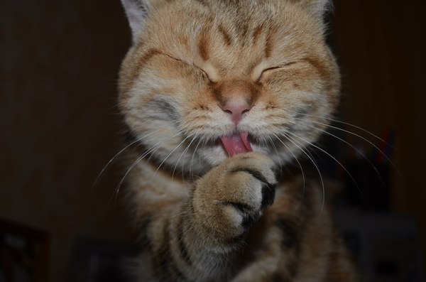 Когда очень вкусно покушал