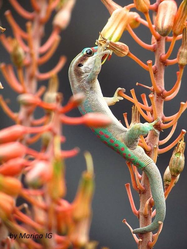 Gecko gets its own nectar - Lizard, Gecko, Reptiles, Nectar, Animals, Seychelles