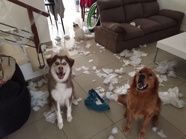 Well, who did it? - cat, Dog