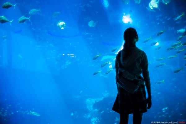 The girl in the aquarium. - My, Girl, Sea, A fish, Photo, Jellyfish, Singapore, Longpost