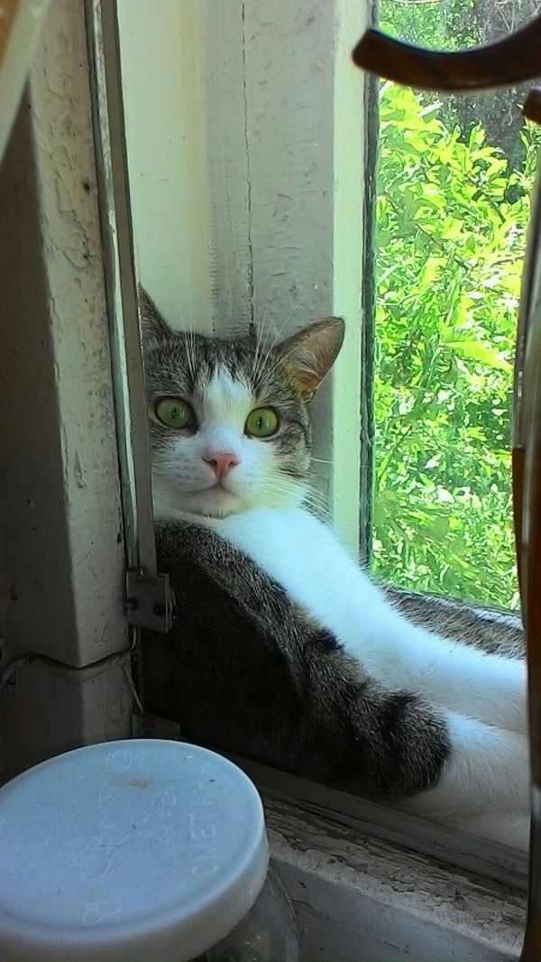 I saw something that struck him - cat, Photo, Window, Relaxation, Astonishment
