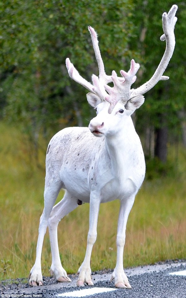 Rare white deer spotted in Sweden - news, Nature, Animals, Interesting, Sweden, Rarity, Deer, Longpost, Deer