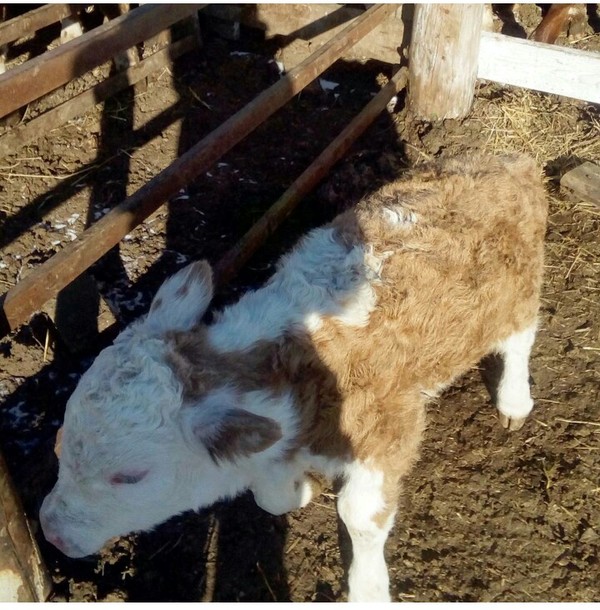 Not timekeeping, but also cool) - Сельское хозяйство, My, Milota, Calf