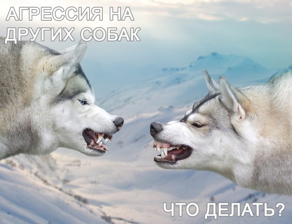 Если собака проявляет агрессию к другим животным.