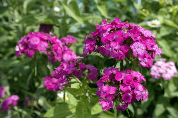 pink flower bed - My, Photo, Flowers, inflorescences, Pink